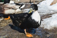 Black duck at the farmstead in early spring stock photo Black duck at the farmstead in early spring stock photo