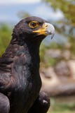 Black eagle Royalty Free Stock Image Black eagle Royalty Free Stock Image