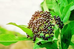 Black elderberry in the forest in the sun. Autumn harvest, natural medicine, tea