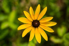 Black-eyed Susan – Rudbeckia hirta royalty free stock photo Black-eyed Susan – Rudbeckia hirta royalty free stock photo