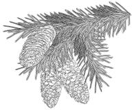 Black Fir Branch With Three Cones On White Stock Photos Black Fir Branch With Three Cones On White Stock Photos