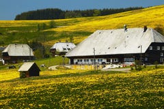 Black Forest Farmhouse In Summer Meadow Stock Images