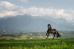 Black friesian horse running at the mountain farm in Romania, black beautiful horse stock image Black friesian horse running at the mountain farm in Romania, black beautiful horse stock image