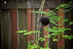 Black Grackle Bird Perched On Trunk Of Moringa Tree Stock Image