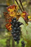 Black Grape In Rain Royalty Free Stock Images
