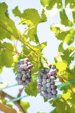 Black grapes hanging in the vine stock images Black grapes hanging in the vine stock images