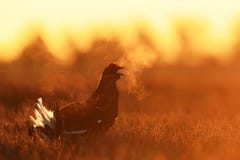 Travel data unlimited sunrise