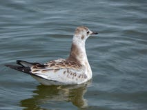 Black-headed gull in the waterBelarus stock photo Black-headed gull in the waterBelarus stock photo