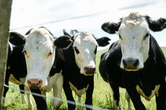 Black Hereford Cattle Closeup Stock Images Black Hereford Cattle Closeup Stock Images
