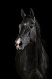 Black horse in darkness royalty free stock image Black horse in darkness royalty free stock image