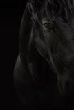 Black horse stock photos Black horse stock photos