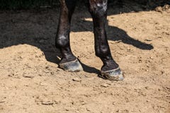Black horse two front legs, detail to hoofs on dry ground lit by royalty free stock photos Black horse two front legs, detail to hoofs on dry ground lit by royalty free stock photos