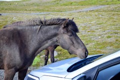 A black Icelandic horse on a gravel road in Iceland is curiously examining a car stock photography A black Icelandic horse on a gravel road in Iceland is curiously examining a car stock photography