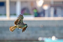 Black Kite Milvus migrans in flight Royalty Free Stock Photography Black Kite Milvus migrans in flight Royalty Free Stock Photography