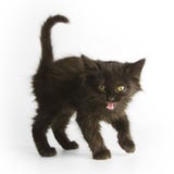 Black Kitten Stock Photo