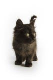 Black Kitten Royalty Free Stock Photo