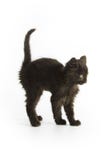Black Kitten Royalty Free Stock Photo