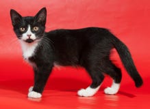Black kitten with white spots stands on red. Background Stock Photo Black kitten with white spots stands on red. Background Stock Photo