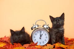 Black kittens in autumn leaves with clock, daylight savings concept royalty free stock photography Black kittens in autumn leaves with clock, daylight savings concept royalty free stock photography