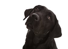 Isolated Black Lab Royalty Free Stock Photo - Image: 780375