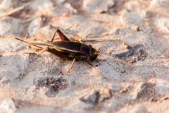 Black leaping chirping insect in natural. Stock Photography Black leaping chirping insect in natural. Stock Photography