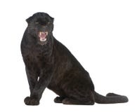 Panther Stock Photos, Images, & Pictures - 7,974 Images