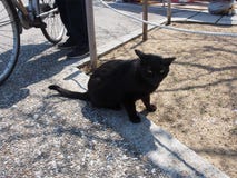 Black Cat Starring Japan Travel royalty free stock images Black Cat Starring Japan Travel royalty free stock images