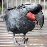 Black Macaw Stock Image