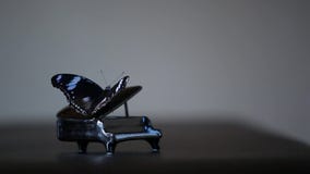 Black miniature piano butterfly insect hd footage. Studio Black miniature piano butterfly insect hd footage. Studio