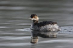 Black-necked Grebe, Podiceps Nigricollis, Royalty Free Stock Photography Black-necked Grebe, Podiceps Nigricollis, Royalty Free Stock Photography