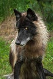 Black Phase Grey Wolf (Canis Lupus) Sits Looking Left Royalty Free Stock Photography