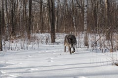 Black Phase Grey Wolf Canis Lupus Trots Out Of Forest Winter Royalty Free Stock Photography