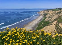 Black' praia com flores, San Diego de s fotografia de stock royalty free Black' praia com flores, San Diego de s fotografia de stock royalty free
