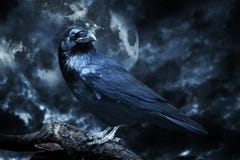 Black Raven In Moonlight Perched On Tree. Royalty Free Stock Photo Black Raven In Moonlight Perched On Tree. Royalty Free Stock Photo