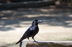 Black raven looking for meal at Kamakura`s gardens
