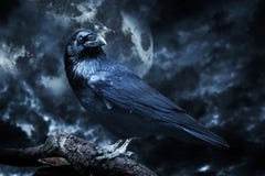 Black raven in moonlight perched on tree.