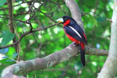 Black-and-red Broadbill On the branches stock photo Black-and-red Broadbill On the branches stock photo
