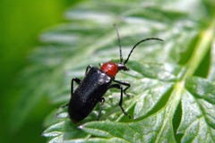 Black and red bug - Cantharis pellucida - sitting on a bright green leaf plants. Stock Photography Black and red bug - Cantharis pellucida - sitting on a bright green leaf plants. Stock Photography