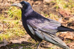 A black rook bird stands on the ground and looks ahead on a bright sunny day. Black feathers shimmer in different colors. royalty free stock photo A black rook bird stands on the ground and looks ahead on a bright sunny day. Black feathers shimmer in different colors. royalty free stock photo