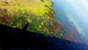 Black shadow of a man walking on a pier refledted in the water of a blue sea full of seaweeds stock images Black shadow of a man walking on a pier refledted in the water of a blue sea full of seaweeds stock images