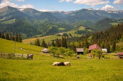 Black sheep among white on a green pasture in the mountains. stock photos Black sheep among white on a green pasture in the mountains. stock photos