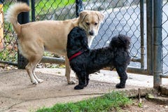Black Shih Tzu and Mutt Dog playing in the park on springtime royalty free stock photos Black Shih Tzu and Mutt Dog playing in the park on springtime royalty free stock photos