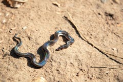 Black snack on sand ground. With rainbow reflex on skin stock photos Black snack on sand ground. With rainbow reflex on skin stock photos