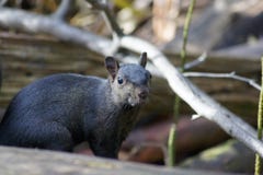 Stock Image: Funny Squirrel. Image: 636491