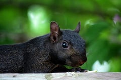 Black squirrel stock image. Image of canadian, adorable  21880639