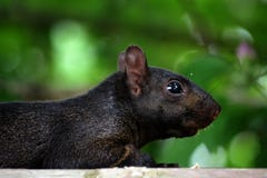 Black squirrel stock image. Image of canadian, adorable  21880639