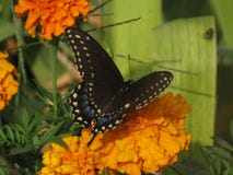 Black Swallowtail royalty free stock photography Black Swallowtail royalty free stock photography