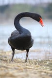 Black Swan Royalty Free Stock Photography