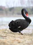 Black Swan Royalty Free Stock Image