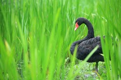 Black Swan Royalty Free Stock Image